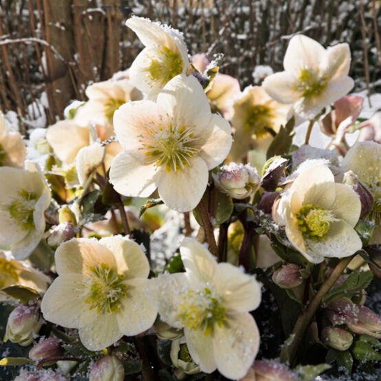 Shooting Star Snow Rose Hellebore