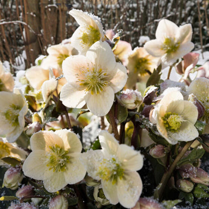 Shooting Star Snow Rose Hellebore