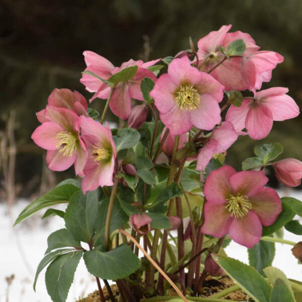 Helleborus Walberton's Rosemary Lenten Rose