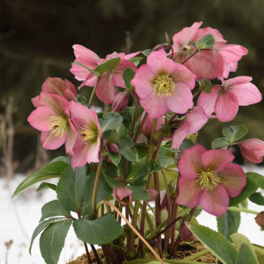 Helleborus Walberton's Rosemary Lenten Rose