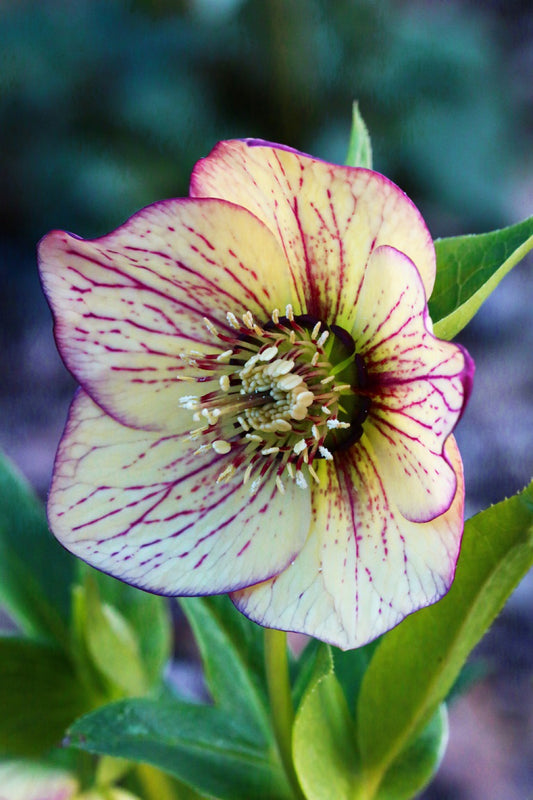 Helleborus Anja Oudolf Hellebore