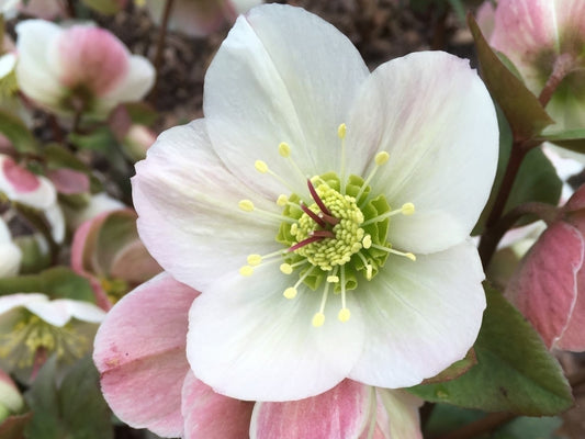 Helleborus Ice N' Roses Bianco Snow Rose
