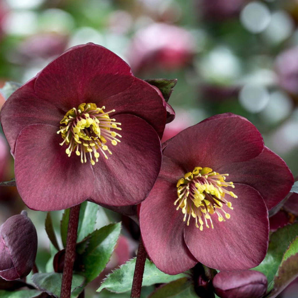 Helleborus Ice N' Roses Brunello Snow Rose