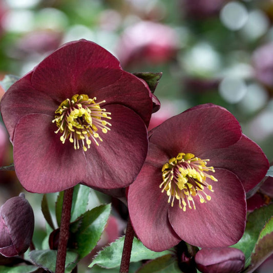 Helleborus Ice N' Roses Brunello Snow Rose