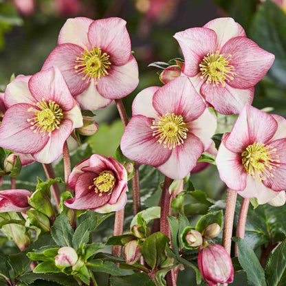 Helleborus Ice N' Roses Carlotta Snow Rose