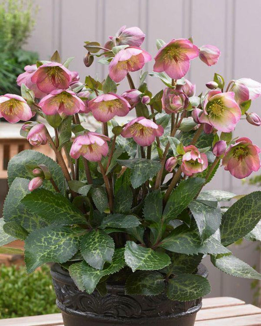 Helleborus Dorothy's Dawn Snow Rose