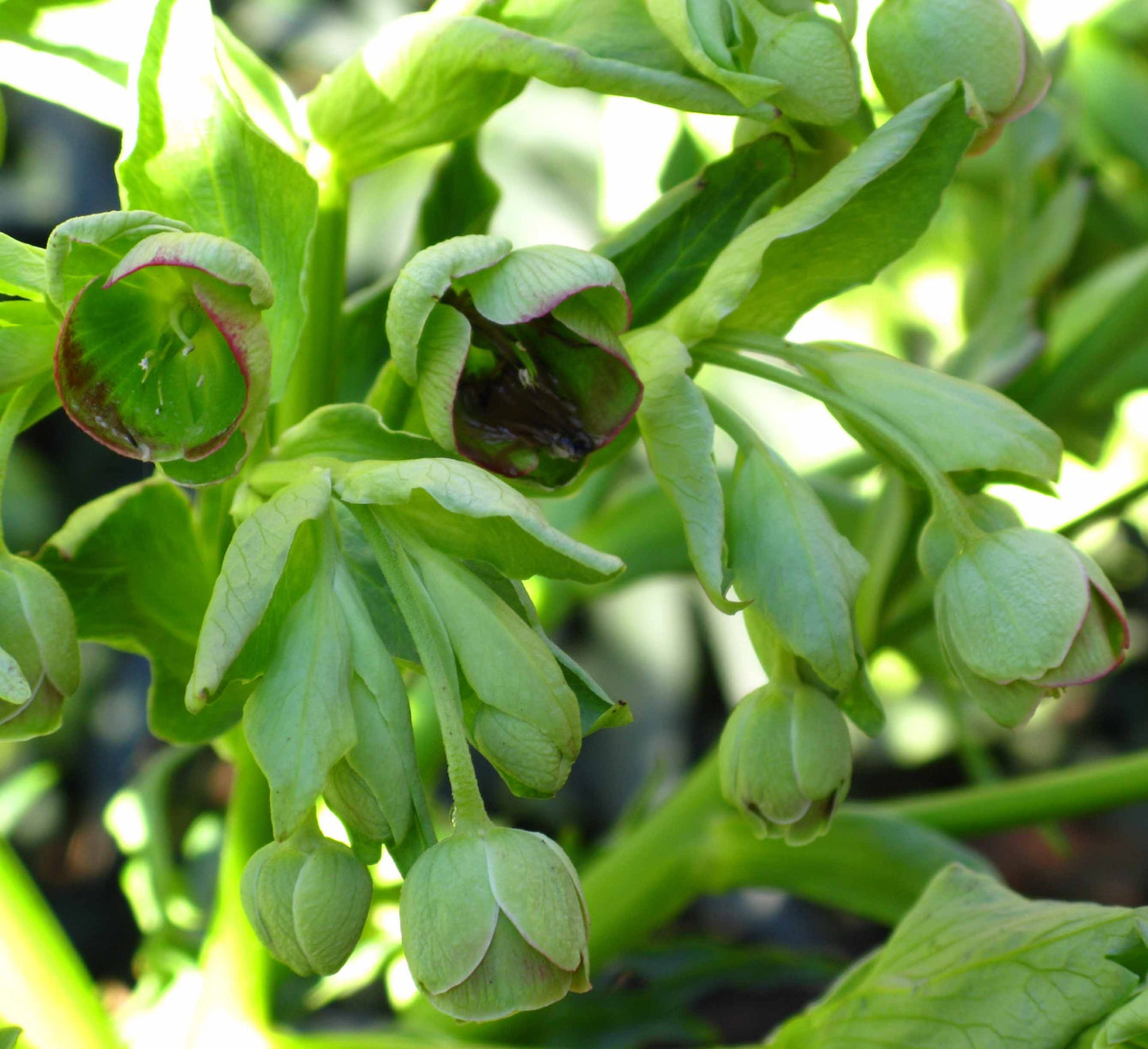 Bear Paw Hellebore