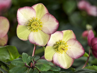 Helleborus Ice N' Roses Frosted Rose