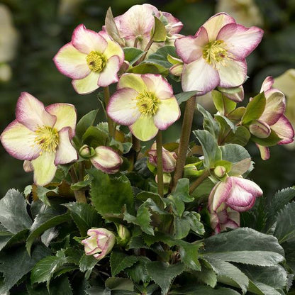 Helleborus Ice N' Roses Frosted Rose