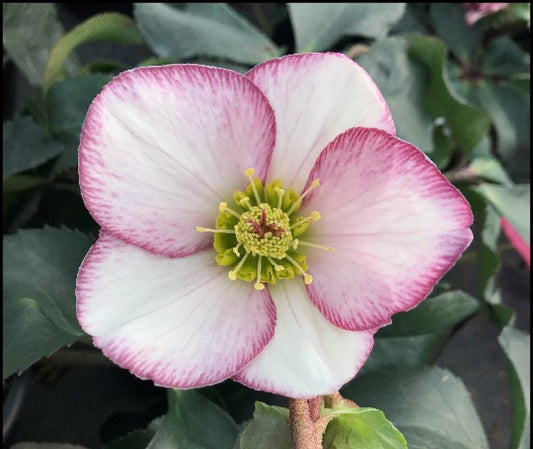 Hellebore 'Ice N' Roses Picotee' Snow Rose