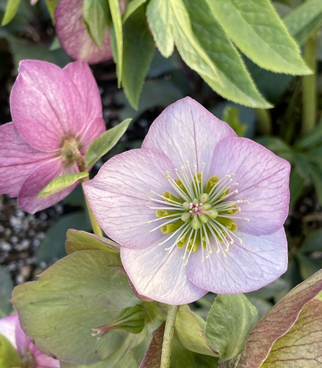 Liara Snow Rose Hellebore