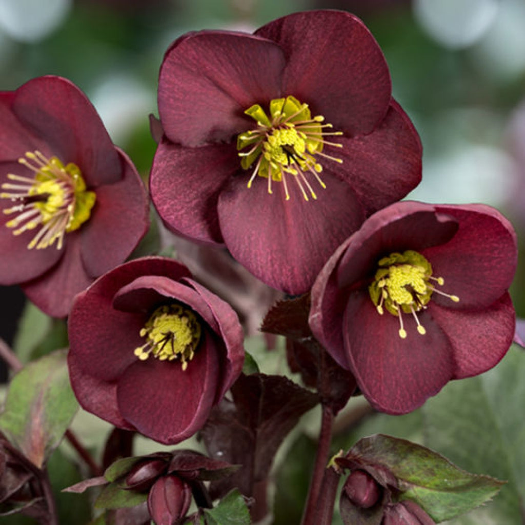 Helleborus Ice N' Roses Merlot Snow Rose
