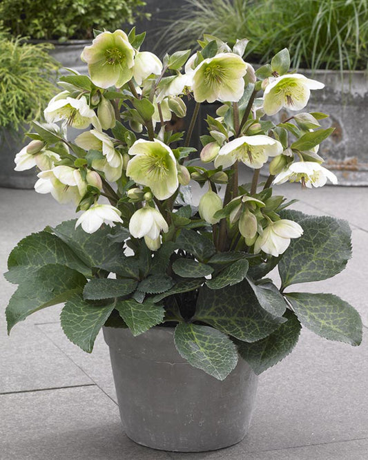Molly's White Snow Rose Hellebore