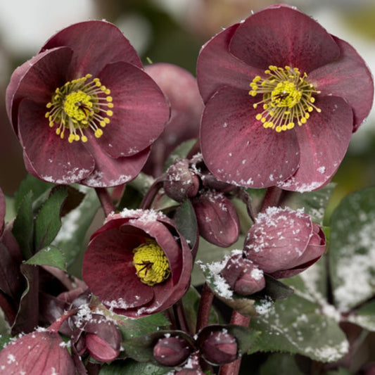 Helleborus Ice N' Roses Nightingale Snow Rose