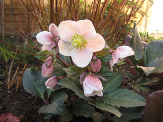 Shooting Star Snow Rose Hellebore