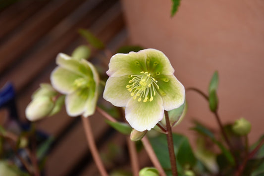 Helleborus Winterbells Lenten Rose
