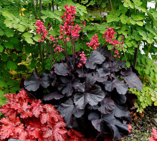 Black Forest Cake Coral Bells