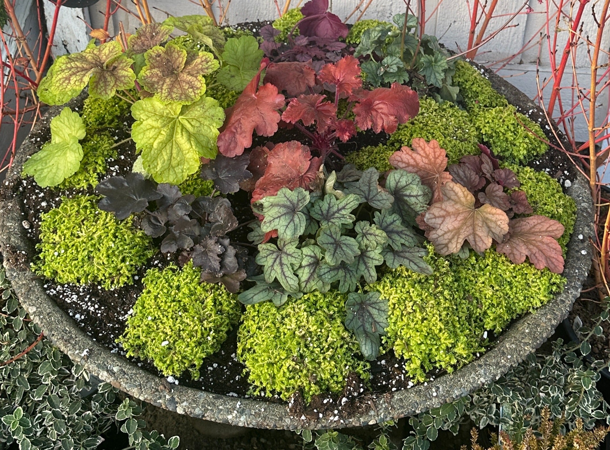 Plants4Home.com | Online Shopping For Plants | Plant Delivery