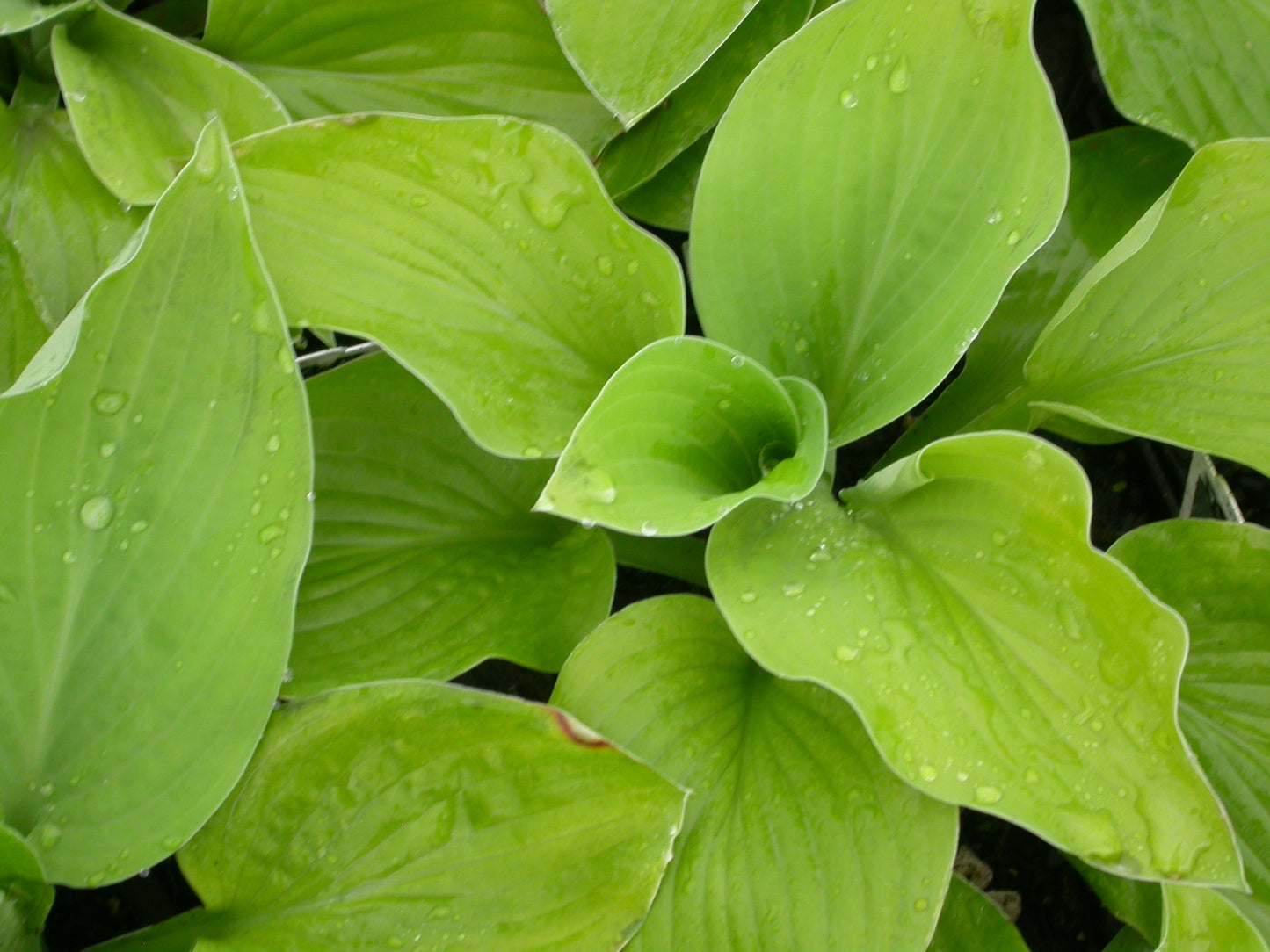 Hosta ‘August Moon’