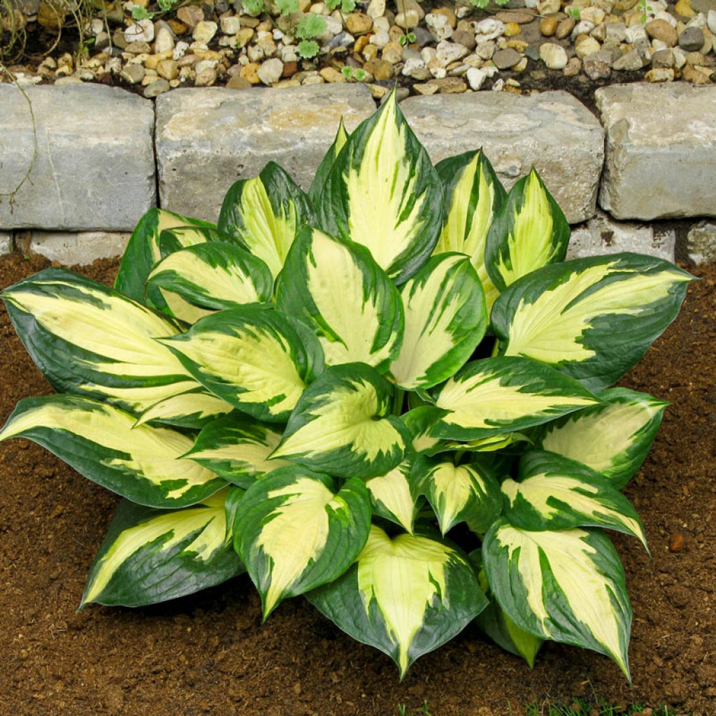 Hosta ‘Morning Star’