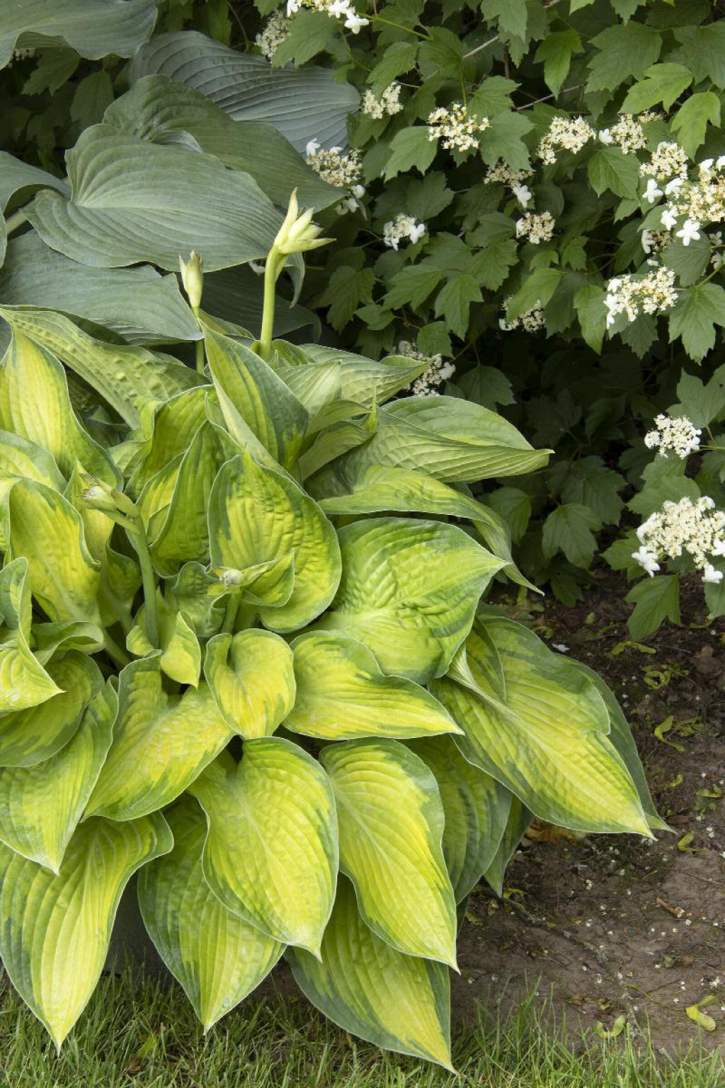 Hosta 'Paradigm'