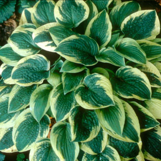 Hosta 'Wide Brim'