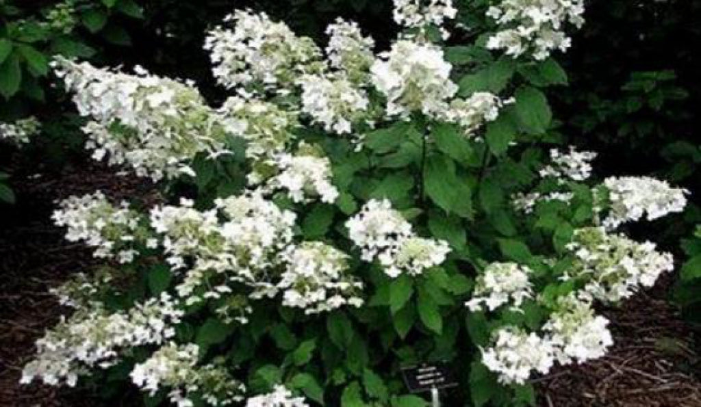 Baby Lace Panicle Hydrangea