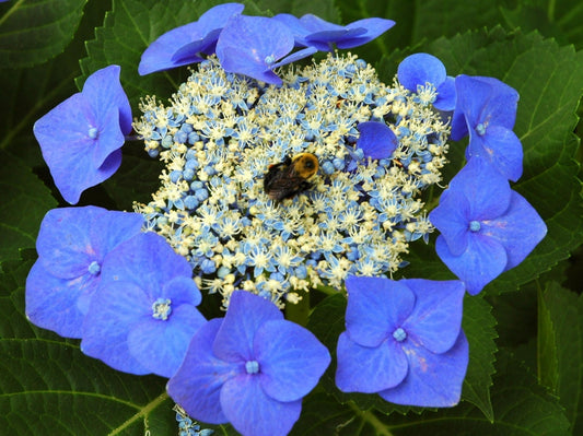 Blaumeise Lacecap Hydrangea