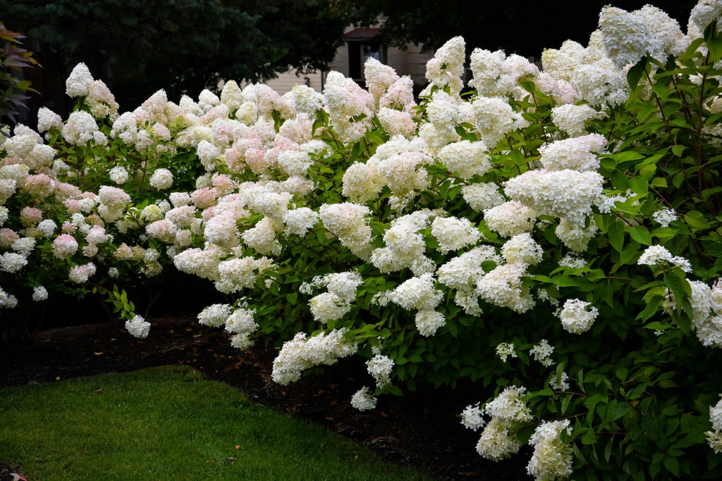Bombshell Panicle Hydrangea