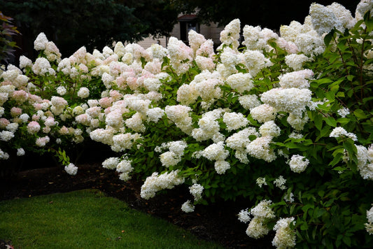 Bombshell Panicle Hydrangea