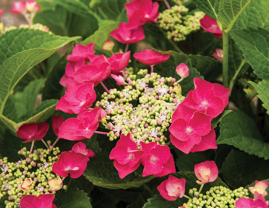 Cherry Explosion Lacecap Hydrangea