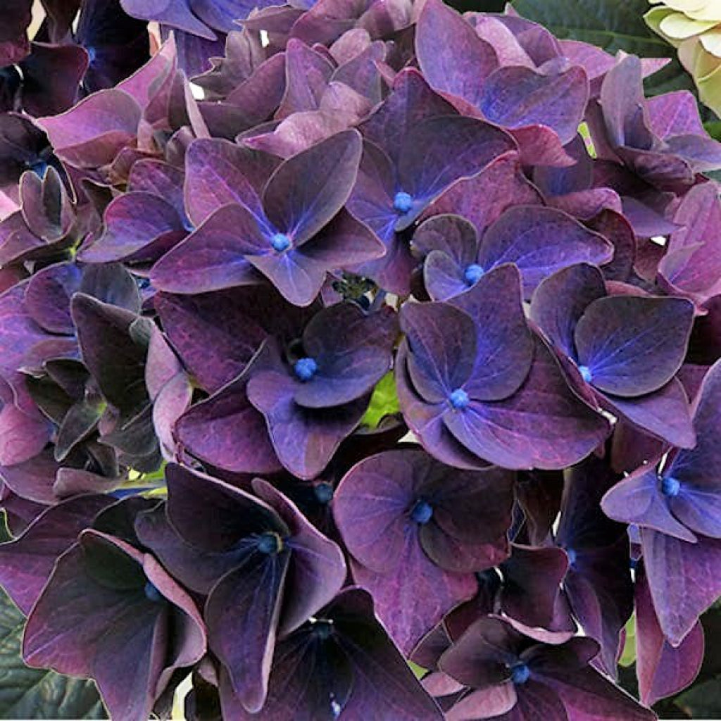 Deep Purple Hydrangea