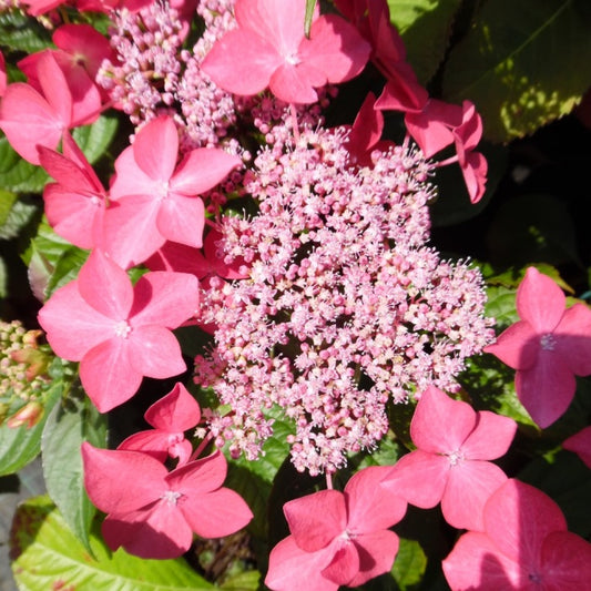 Dutch Ladies Selina Lacecap Hydrangea