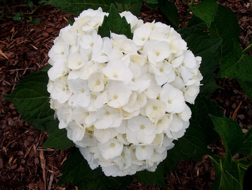 Madame Emile Mouillere White Hydrangea