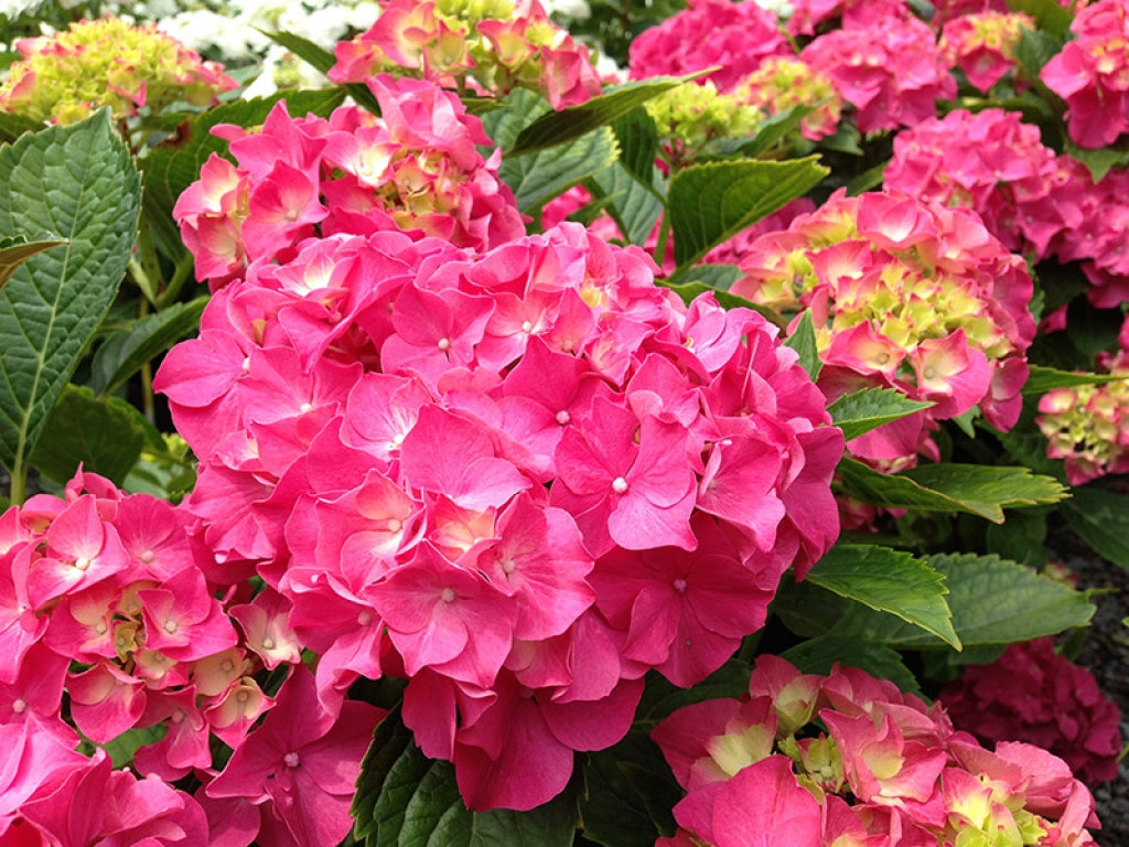 Masja Red Hydrangea