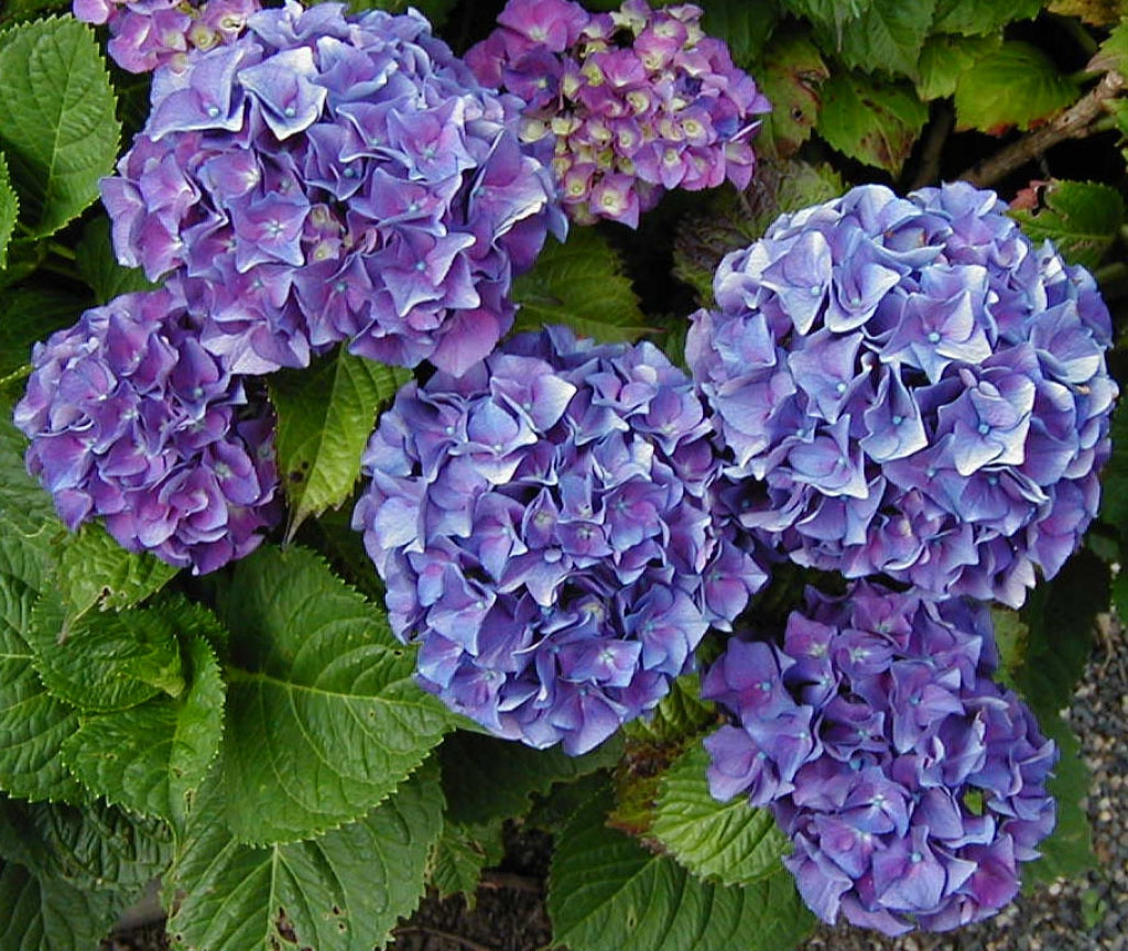Merritt's Supreme Mophead Hydrangea