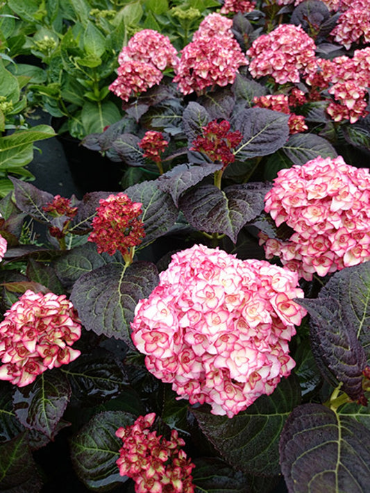 Miss Saori Mophead Hydrangea
