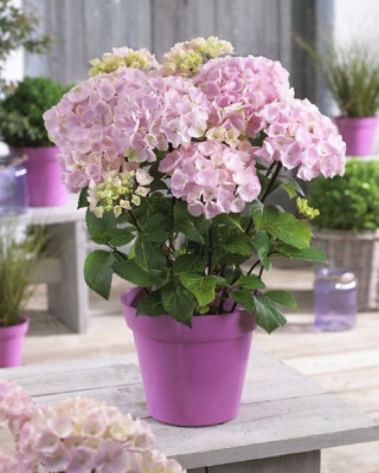 Onyx Flamingo Pink Hydrangea