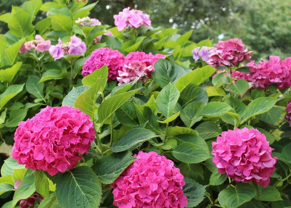 Pink Sunset Mophead Hydrangea – Plants4Home
