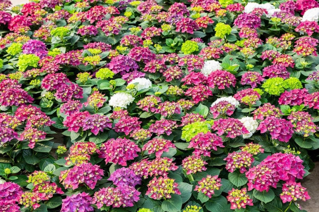 Purple Stronghearts Mophead Hydrangea