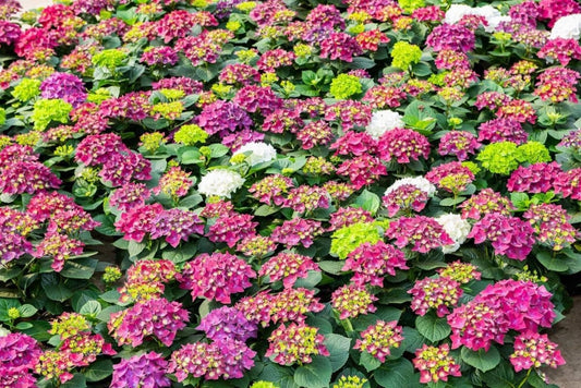 Purple Stronghearts Mophead Hydrangea