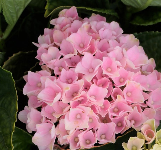 Revolution Pink Hydrangea