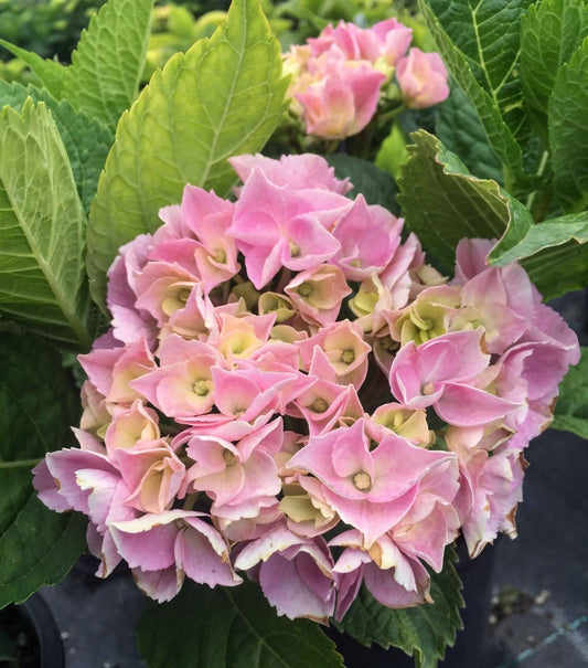 Saxon Tennessee Pink Hydrangea