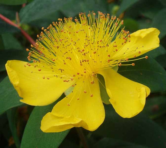 Hypericum St. John's Wort