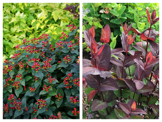 Hypericum Magical Midnight Glow Red Berry St. John's Wort