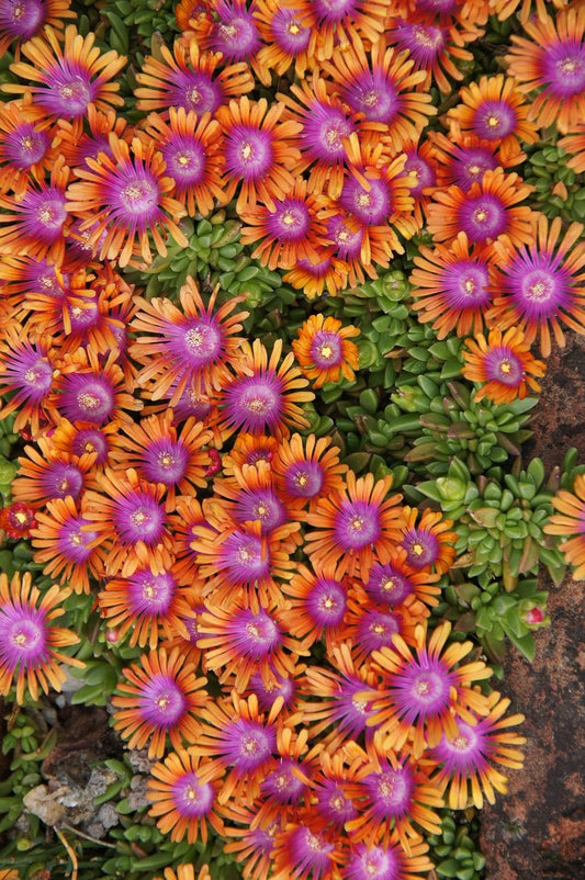 Delosperma 'Fire Spinner' Ice Plant 4 Pack