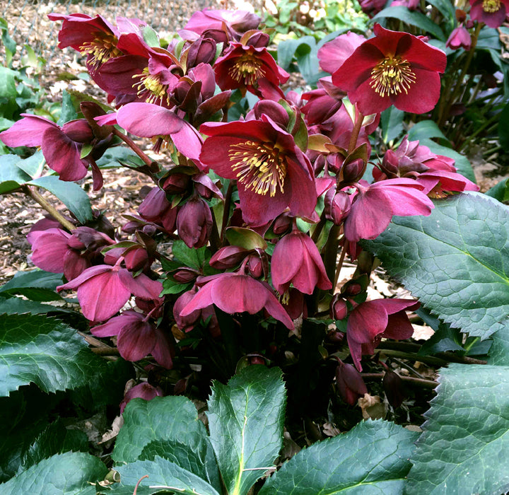 Hellebore 'Ice N' Roses Red' Snow Rose