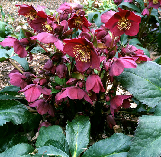 Hellebore 'Ice N' Roses Red' Snow Rose