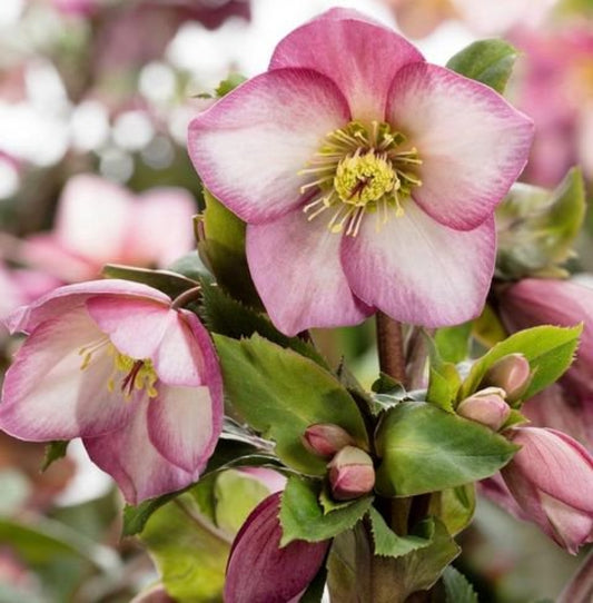 Hellebore Ice N' Roses Pink