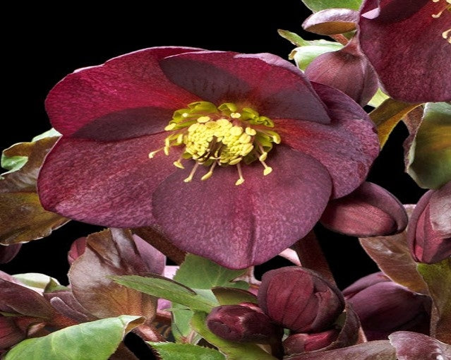 Hellebore 'Ice N' Roses Red' Snow Rose